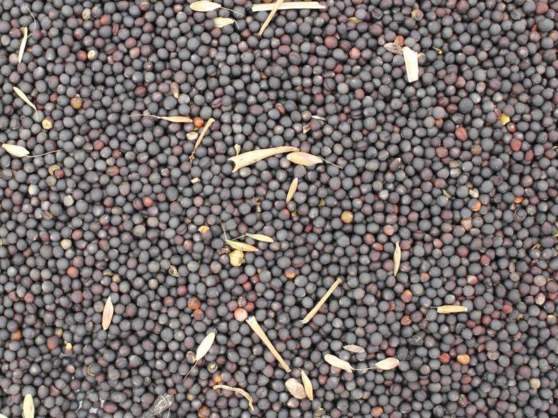 Graines de colza bio pour huile (faible en acide éruique) 25kg