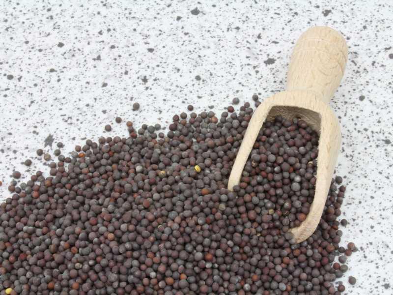 Graines de moutarde brunes biologiques entières 25kg