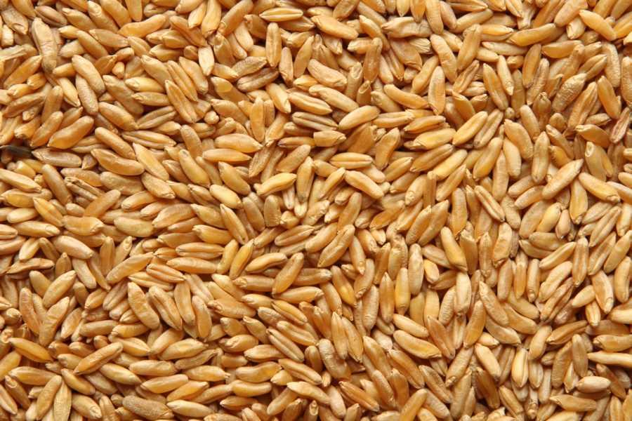 KAMUT® Khorasan Blé Biologique 25kg